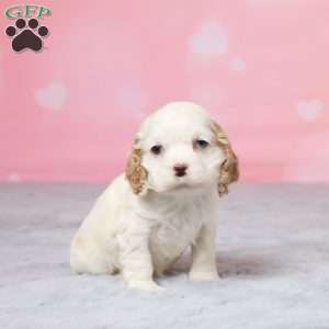 Tina, Cocker Spaniel Puppy